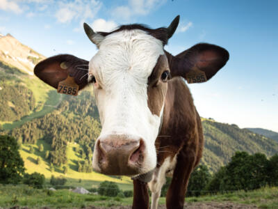 vache montagne museau